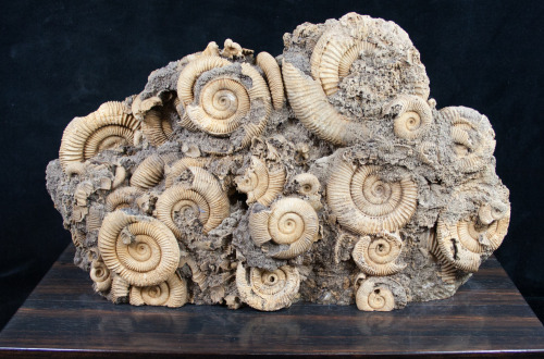 fossilera:A large cluster of Dactylioceras ammonite fossils from Germany mounted on a solid (heavy) ebony wood base.  The entire cluster is about 10 inches wide and 7 inches tall (not including the base)  A very aesthetic display piece.View pricing