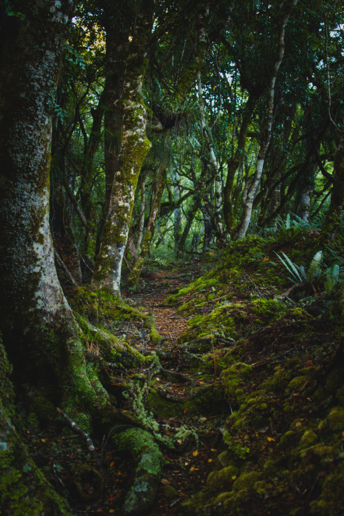 bpwmedia: Mirkwood