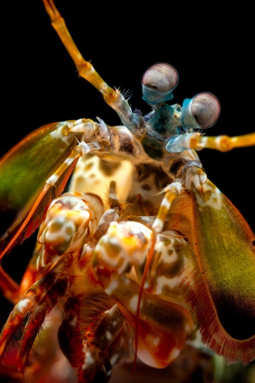 montereybayaquarium - This photo of a peacock mantis shrimp shows...