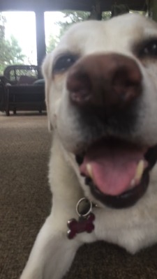 pagingme:  I love close ups on my dogs face