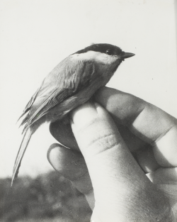 24hoursinthelifeofawoman: Birds in a hands