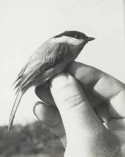 24hoursinthelifeofawoman:Birds in a hands