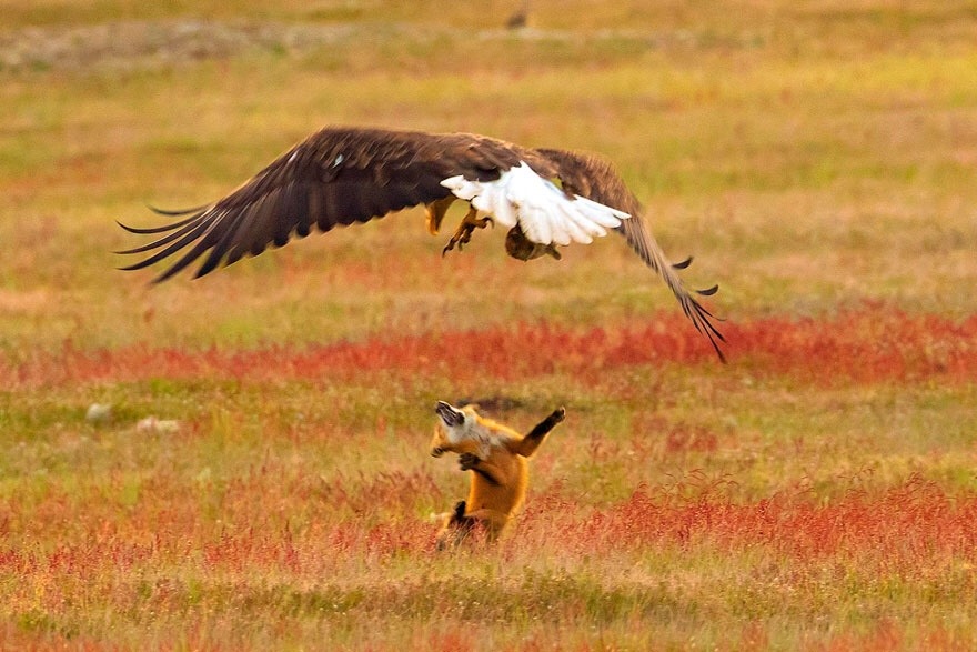 muma-kitty: bonkalore:  anubianpagan:  everythingfox:  This is so dramatic     Stealing wealth from hard workers, no wonder the bald eagle is our national bird. 