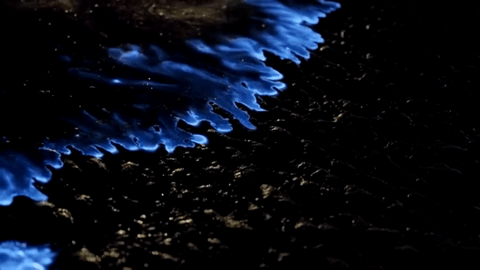 claygoblin:  Dinoflagellates   Attenborough’s Life That Glows, BBC   
