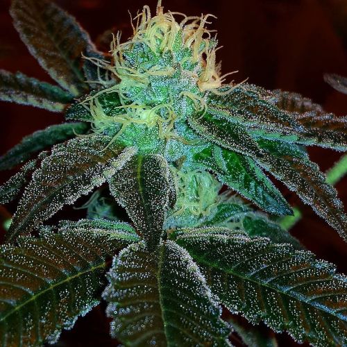weedporndaily:  #CalaverasCookies #calcocrosses #NotInYoGarden day 34 flower by @calcodankster