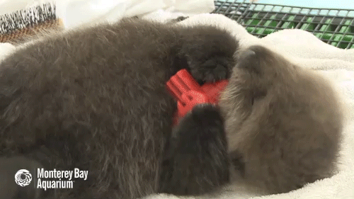 The importance of chomping on toys