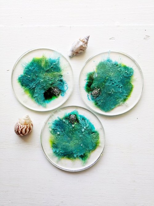 Turtle Seaweed Coasters //SeaFoamFabrications