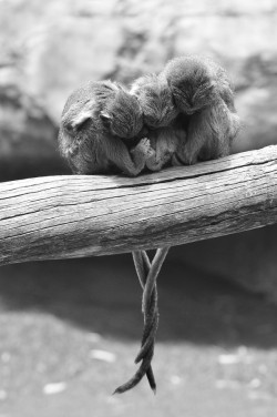creepicrawlies:  image by: catherine zasukhina