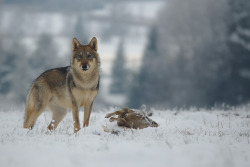 her-wolf:    Grey wolf with his prey  ©Christophe