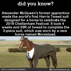 ramtrak:  did-you-kno:  Alexander McQueen’s former apprentice  made the world’s first Harris Tweed suit  designed for a horse to celebrate the  2016 Cheltenham Festival. It took 4  weeks and 59ft of tweed to complete the  3-piece suit, which