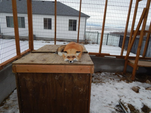Apologies for lack of updates, I’ll be catching up ^^ Here we have my friend’s happy, floofy red fox