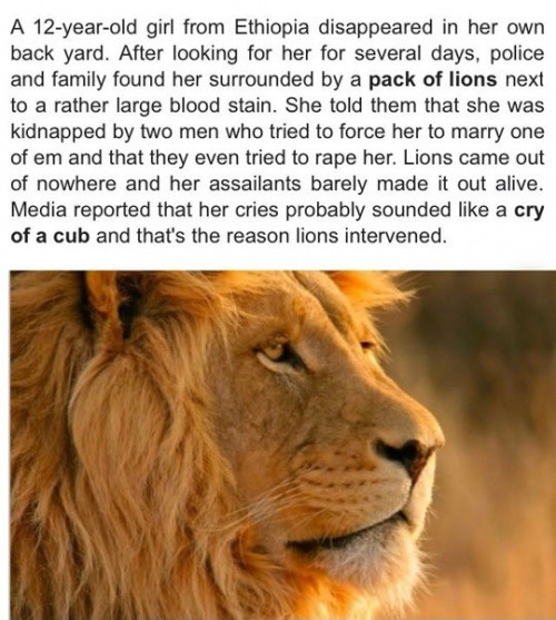 kaminas-spirit:lolshtus:Lions Save Kidnapped Girlif lions are coming to rescue someone, you have to 