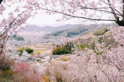 Rediscoverfukushima: I Went To Hanamiyama Park, Fukushima City Yesterday. The Sakura