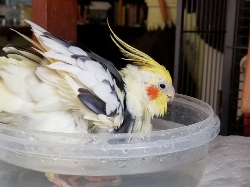 A very enthusiastic bath bird