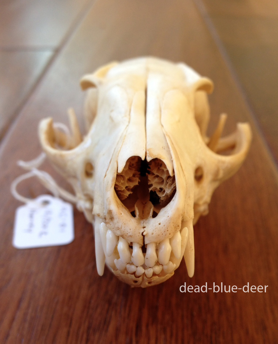 dead-blue-deer: Day 28: Pick a random skull/pelt/taxidermy piece and tell us its