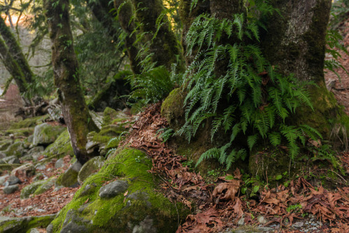 3/52 Hike Challenge: Barclay Lake and Eagle Falls