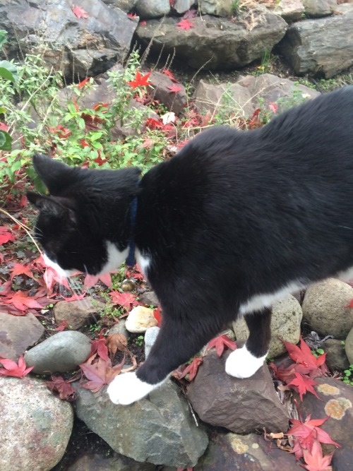 unflatteringcatselfies:  This is Mischief. He loves showing off his beautiful tum and eating crunchy leaves