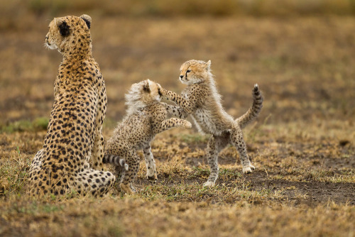 big-catsss:  Tanzania, Ngorongoro Conservation Area, Ndutu Plains, Cheetah Cubs (Acinonyx jubatas) p