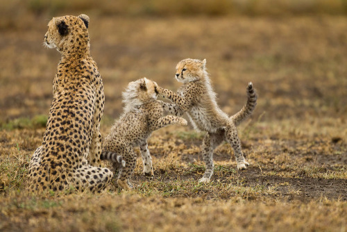 big-catsss: Tanzania, Ngorongoro Conservation Area, Ndutu Plains, Cheetah Cubs (Acinonyx jubatas) p