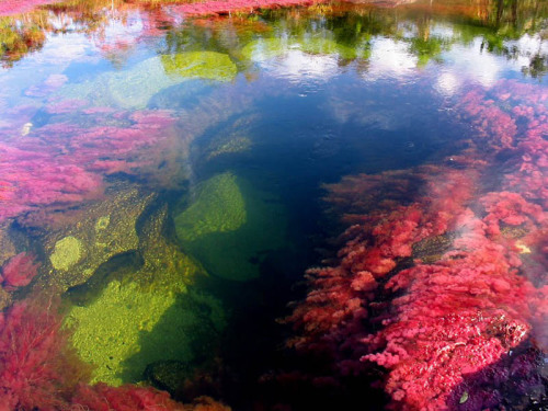  The Rio Caño Cristales - most colorful river (caused by algae and moss seen through the water), Colombia. 