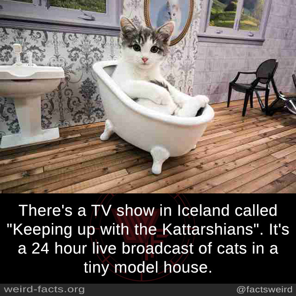 mindblowingfactz:  There’s a TV show in Iceland called “Keeping up with the Kattarshians”.