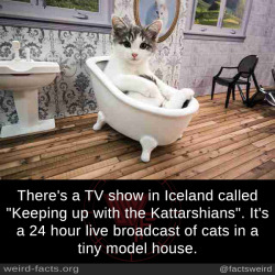 Mindblowingfactz:  There’s A Tv Show In Iceland Called “Keeping Up With The Kattarshians”.