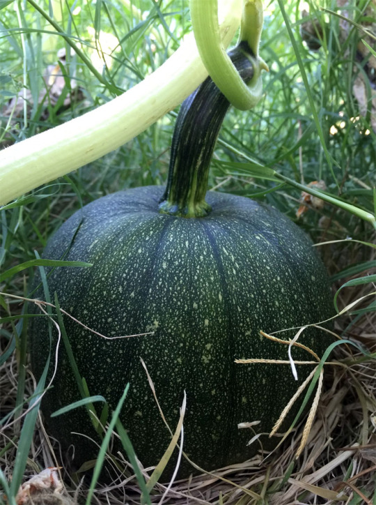 found a pumpkin I didn’t know about this morning. it’s a Cinnamon Girl but I’m too lazy to see what vine it belongs to