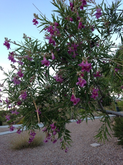 More flowers