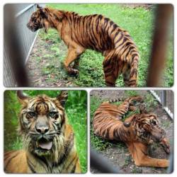 wethinkwedream:  taurus-rose:   Saw this on facebook this morning:  “So this is what happened right now. Taken this morning from Surabaya Zoo, East Java, Indonesia. Horrible. A living hell. They eat plastics just to stay alive. Please share this, Save