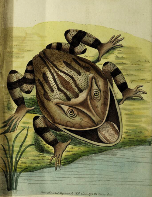 yesterdaysprint:The horned frog, illustrated byFrederick Polydore Nodder in The Naturalist’s Miscell