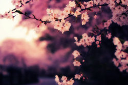 sakura | Tumblr on We Heart It - http://weheartit.com/entry/44724257/via/xegy