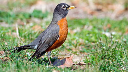 American Robin Turdus migratoriusSource: Here