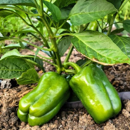 Chili starts here… #green #bell #peppers #growyourown #organic #fruitsandveggies #raised #bed