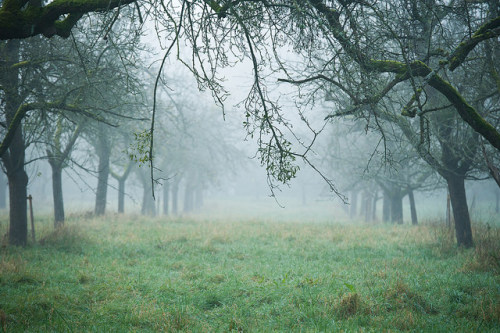 **A walk with Tarkovsky by Livia Lazar on Flickr.