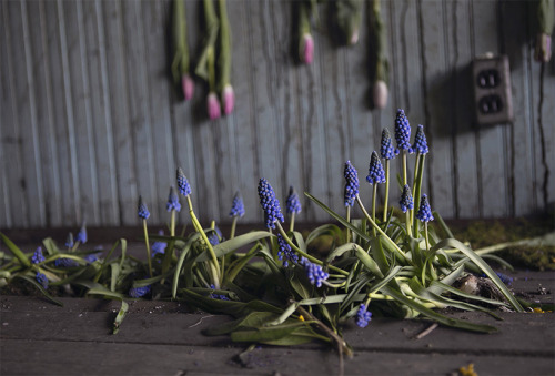 linenandwool:(via lisa waud infills abandoned detroit house with thousands of flowers)