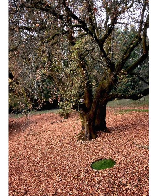 . green dot 01 November 2019 . #greendot #circle #autumn #leaffall #mapleleaves #oregonbigleafmaple 