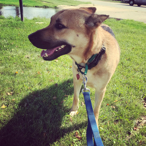 This is 3 yr old Lancer boy. He’s such a sweetie. A bit camera shy today and it was crazyyy hot. But