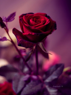 blooms-and-shrooms:   	Enigmatic flower by Anastasia Ri    