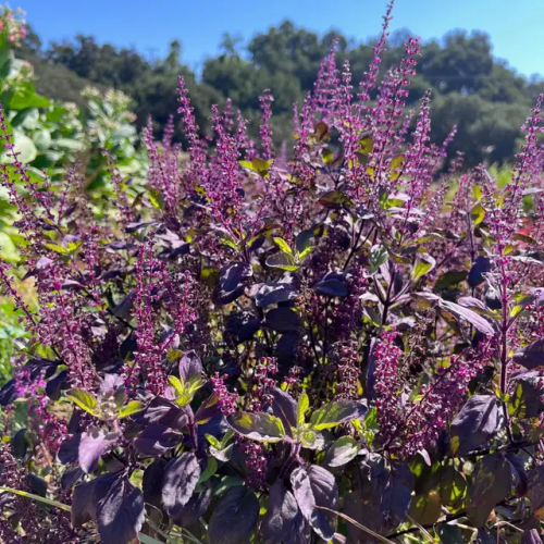 tulsiliveplants - Tulsi Live Plants - Order Today!