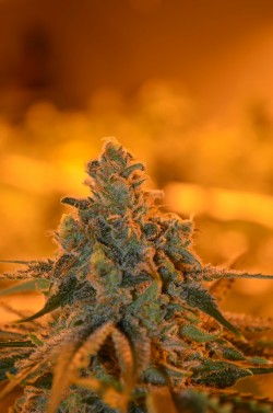 incredible-kush:  Green fire top (Green crack