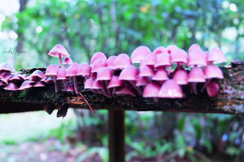 lindagoesmushrooming: Mycena haematopus | Bleeding fairy helmet