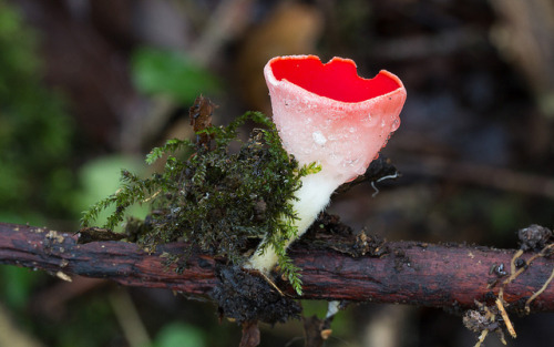 Scarlet Elfcup by Steve Balcombe on Flickr.