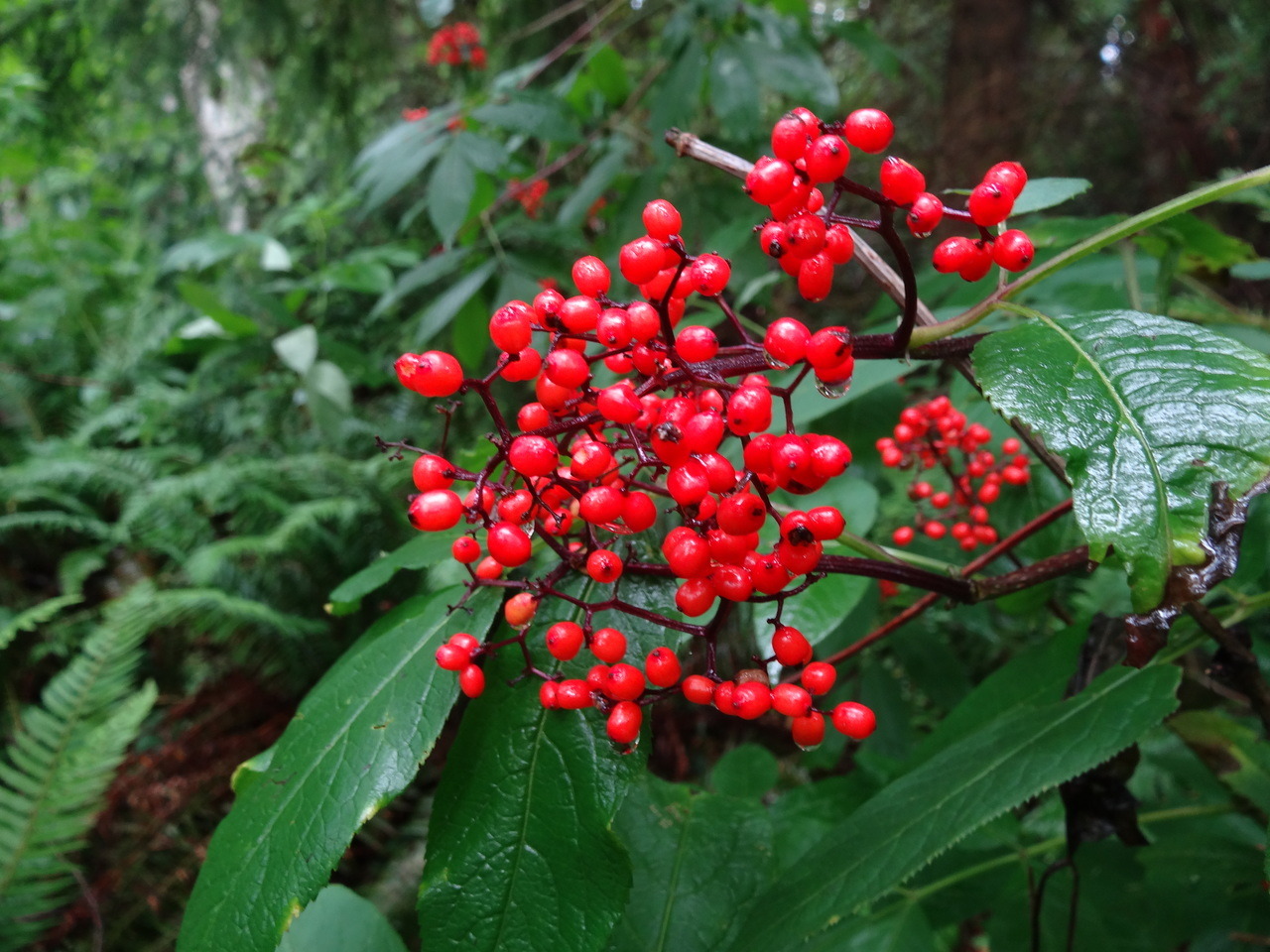 Sambucus racemosa, the red elderberry. Berries are poisonous when raw, but edible if cooked certain ways. Native peoples of the Pacific Northwest often used red elderberry for food and as a medicine for a variety of ailments.
