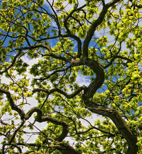 photowilliams:Under the Oak