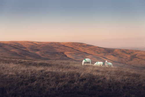 freddie-photography:Evening Light of Scotland and WalesBy Frederick Ardley Photography - www.freddie