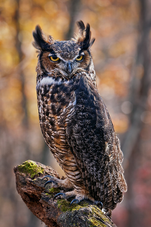 benthix:  The Wise One by Scott Evers