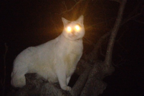 the-masked-hunter:I found this old picture of my cat Pinky and it literally gives off so much power