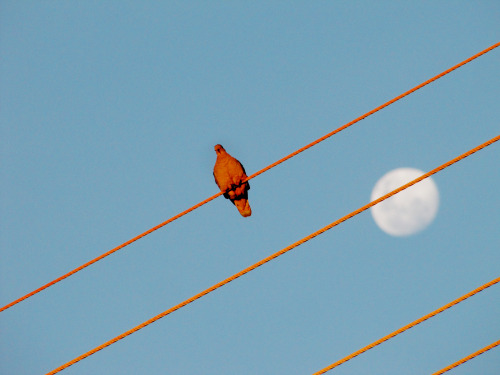 steviebucks:  i’m not feeling good today so i took some pictures of the moon and a pigeon 