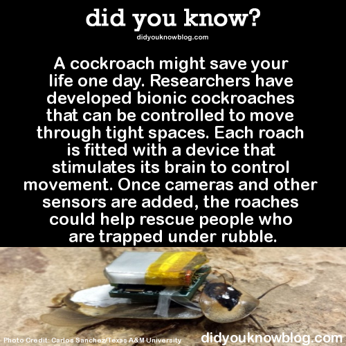 did-you-kno:   Why not use a regular robot? Because the instincts of a living organism