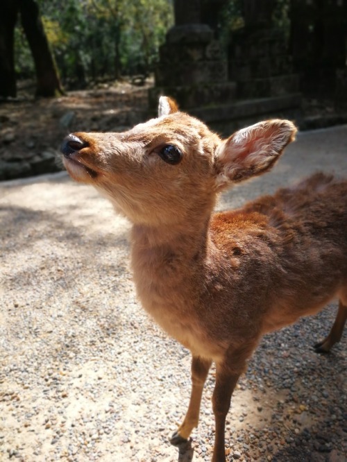 pasquiorra: The last adventure in Kyoto was going to Nara. Over here the deer walk around everywhere